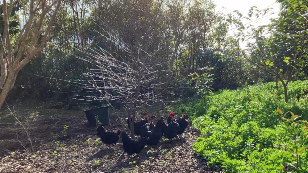 Vistalinda Farmhouse Faja dos Vimes Εξωτερικό φωτογραφία